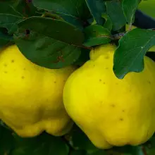 The “Forbidden Fruit” Quince Offers Several Incredible Health Benefits