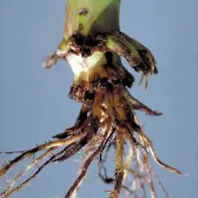 Nature Fights Back: New Report Says Corn Rootworms Destroying “Pest-Resistant GMO Corn”