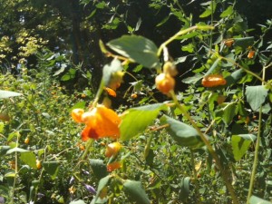 Jewel weed helps to heal poison ivy and other sources of skin irritation. Click the picture for more info.