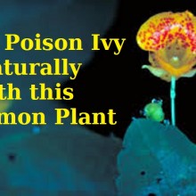 The Perfect Remedy for Poison Ivy Could Actually Be Growing Next To It Your Backyard