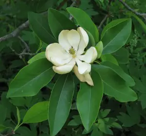 A flower on the magnolia tree, from which the Honokiol extract is taken. Click the picture for more info on the supplement. 