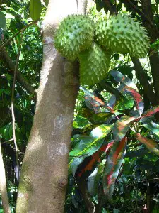 Shown are three Graviola fruits hanging from the tree. Click here to find out more about an organic Graviola herbal supplement. 