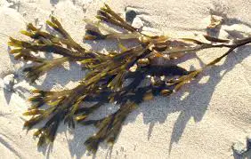 Fucus, seen here, has been used for its weight management and loss properties for years. 