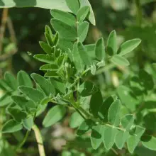 There is an Herb of Far East Origin with Benefits For Chronic Fatigue, Kidney Function, Extending the Lifespan of Your DNA and Much More