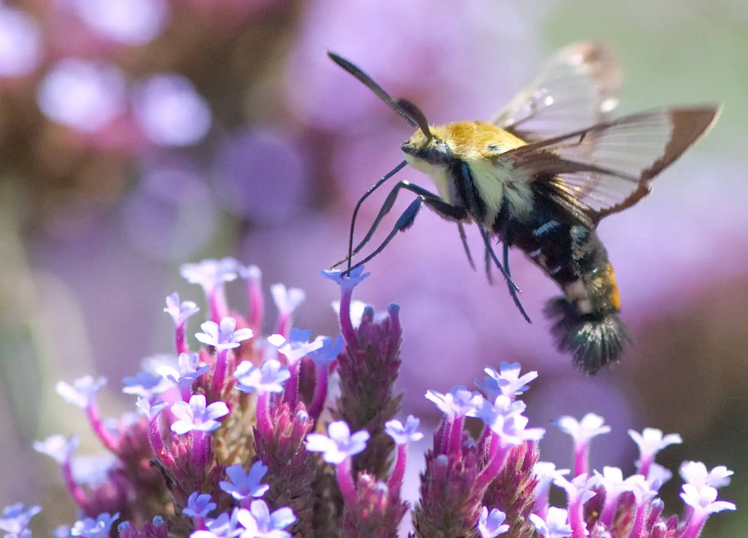 Organic farms are better for better species diversity including bees and other insects, Oxford University study says. 
