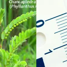 How to Dissolve Kidney Stones Naturally in 1-2 Weeks with the Amazon Herb Chanca Piedra