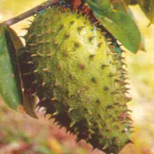 The Truth About Soursop Fruit and Anti-Cancer Studies (and Why Graviola Tree Extracts are Actually Stronger)