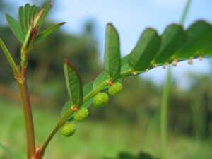 Chanca Piedra, which means "Stone Breaker" in Spanish. PHOTO: Herb-Pharm.com.