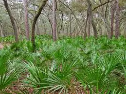 Saw palmetto extract is great for hair regrowth and men's health in general. 
