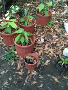 Cacao plants in their beginning stages, in Henrik's backyard. 