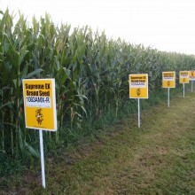 New Report Says GMO Crop Cultivation is Declining Worldwide; Most Production Comes from Just Six Countries