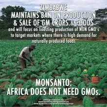 Zimbabwe Plans to Continue Ban on Genetically Modified Food, Will Pursue Natural Food Markets Instead