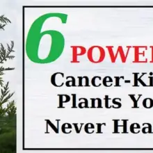 Six Cancer Cell Destroying Plants Most People Have Never Heard Of (with Study Links)