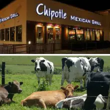 Texas Ag. Commissioner Upset at Chipotle’s Switch to Grass-Fed, Antibiotic-Free Australian Beef