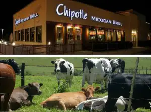 Chipotle will reportedly begin sourcing grass-fed, healthier beef from Australia. 