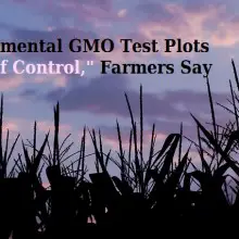 Current System for Experimental GMO Test Plots “Seems to Be Anarchy,” Organic Growers’ Org. President Says