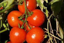 Tomatoes offer more health bonuses when grown organically, a new study says. Photo: Photoman/Pixabay.com