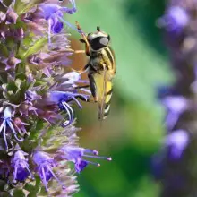 Help the Bees (and Treat Your Cough and Congestion) With This Native American Remedy (Hyssop)