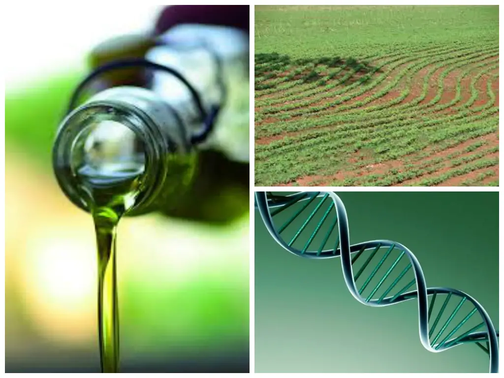 DNA olive oil gmo collage