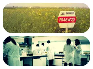 DuPont recently submitted its own GMO canola study to a journal. 