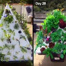 Organic Tower Gardening Might Save the World (But This Could Have it Beat)