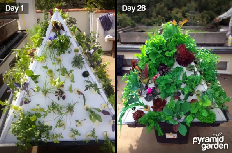 The Pyramid Garden is a personal at-home aeroponic system for growing organic vegetables and more. 