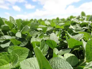 More Michigan farmers are seeking out non-GMO soybeans. 