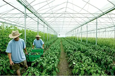 Farmers work at the city's official "beyond organic" greenhouse in nearby Fairfield. 