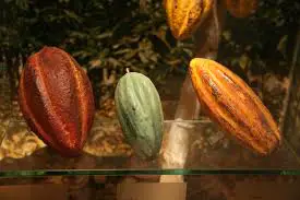 The three main types of cacao beans. 
