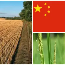 China Decides to Halt New GMO Production