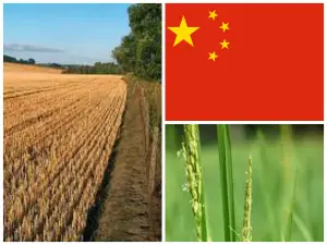 China has ended new GM crop development. 