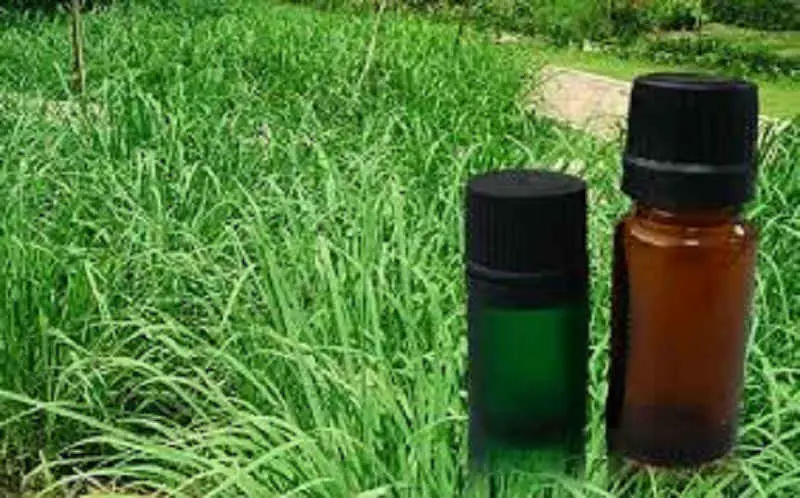 Citronella is a natural plant extract used safely for thousands of years, but now bug sprays containing it will be banned. 