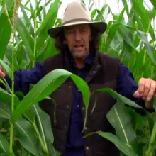 Permaculture Expert Takes Viewers on a GMO Cornfield Tour: “There’s No Life Here at All…This is Not Farming”