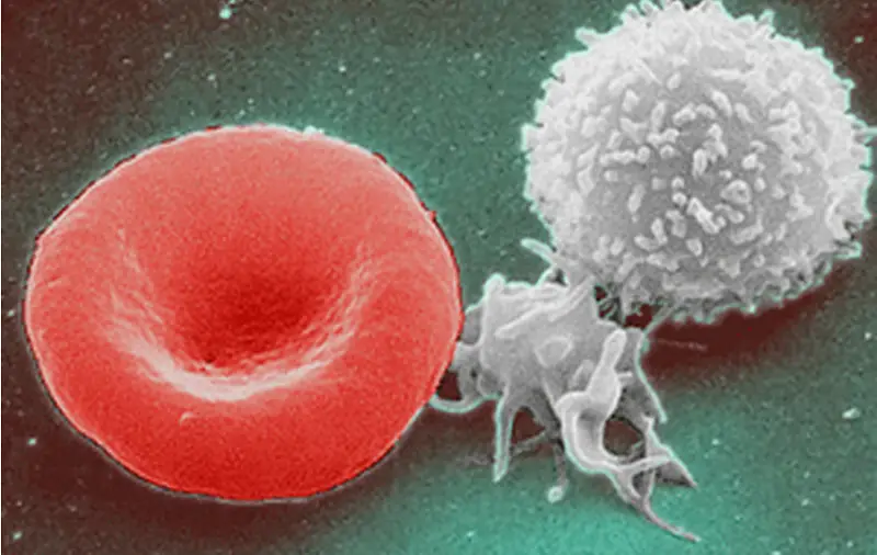 White blood cells (right) help immune response, and they can be recycled through fasting, the study said. 