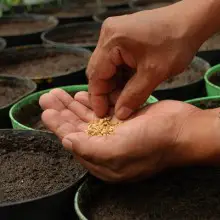 Your 5 Most Frequently Asked Questions About Seeds, Answered