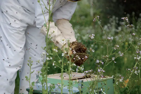 german beekeeper