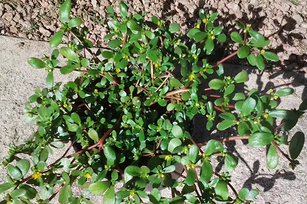 Common_Purslane 600 400