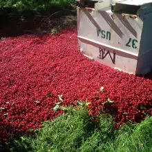 “It Just Doesn’t Seem Right:” Michigan Farmer Forced to Dump 40,000 Pounds of Cherries to Make Way for Import Crops