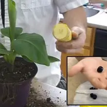 Wow! You Can Grow a Banana Tree at Home from a Seed (harvest bananas in just 12 months)