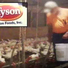 “You didn’t see that” — Hidden Camera Exposes Horrible Secret of McDonald’s and Tyson’s Chicken Farming (video)
