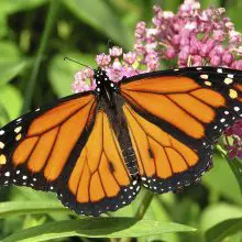 Nearly One-Third of the Iconic Monarch Butterfly Population Has Died in the Last Year (A Shocking 80 Percent Decline Since the 1990s)