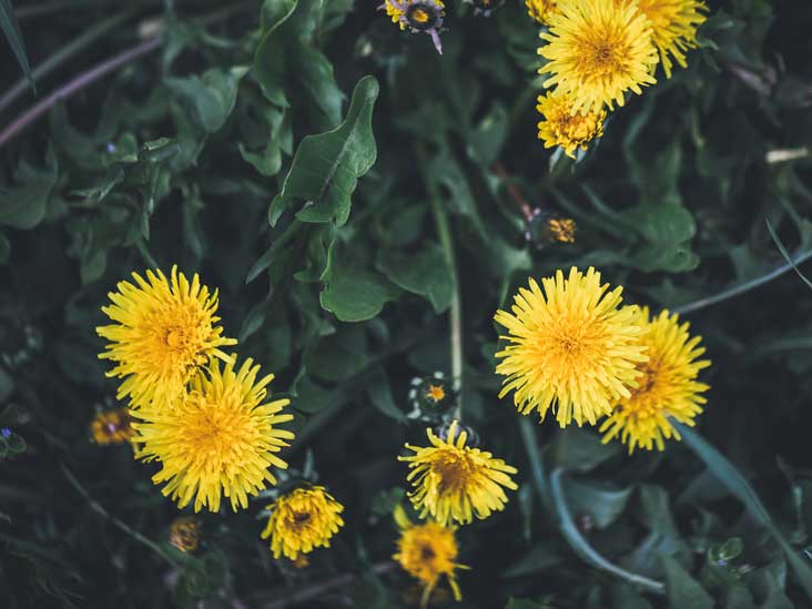 dandelions