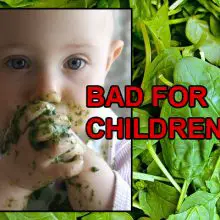 USDA Research Shows: Spinach Is Not As Healthy As You Think for ONE Reason (Especially Dangerous for Children)
