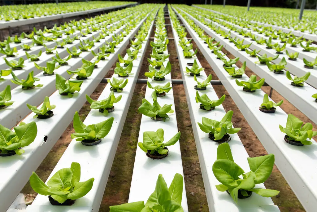 hydroponic organic farming