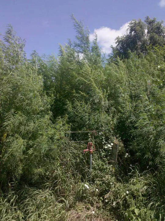 Hemp growing in the natural world