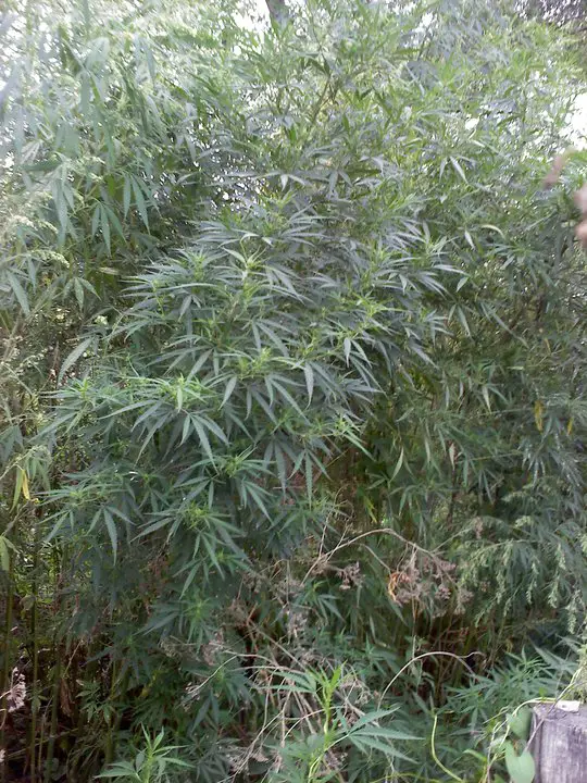 wild marijuana plant