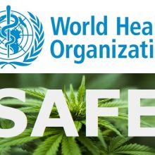 World Health Organization Declares: CBD Oil has ZERO Health Risks or Abuse Potential — Plus Incredible Benefits for Over 15 Serious Diseases