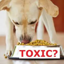 Top 5 Pet Foods That Tested HIGH for Lead, BPA, and Toxic Contaminants (plus top five to use instead)
