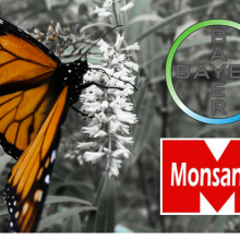 Monsanto, Bayer Join Forces to Try and “Save” the Butterfly Population They Helped Destroy