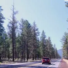 Pesticide Created By Bayer Accidentally Kills Off Twelve-Mile Stretch of Trees in Oregon